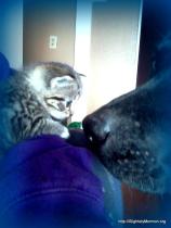 Baby kitteh and Athena nose )